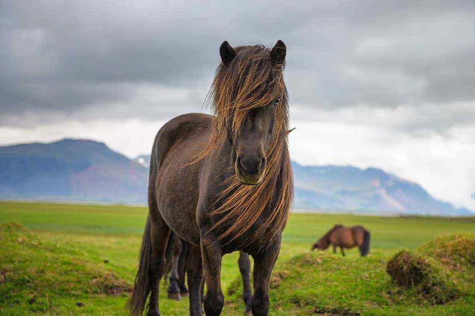 Caballo islandés en un campo brumoso con montañas al fondo En primer plano, en un campo de hierba, se encuentra un caballo islandés de color marrón oscuro, con su larga melena cubriendo parcialmente su cara. El caballo tiene una expresión tranquila y apacible. Al fondo, otro caballo pasta en la hierba y se ven montañas neblinosas bajo un cielo nublado.