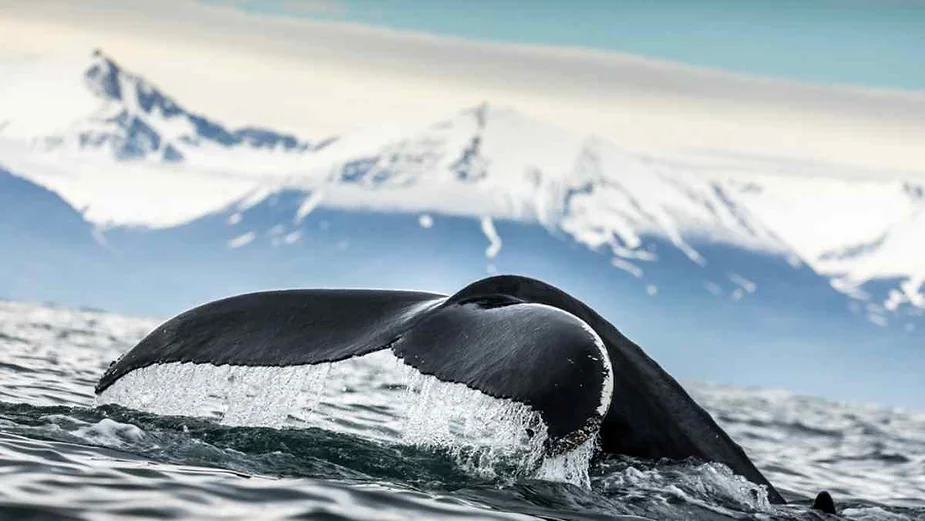 Cola de ballena en las aguas del atlántico norte