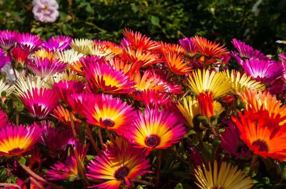 Flores del jardín botánico de Akureyri Flores del jardín botánico de Akureyri