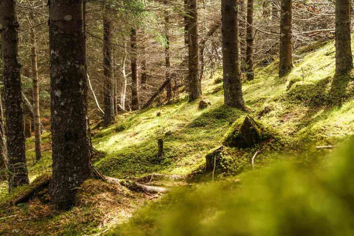 Bosque cerca de Akureyri