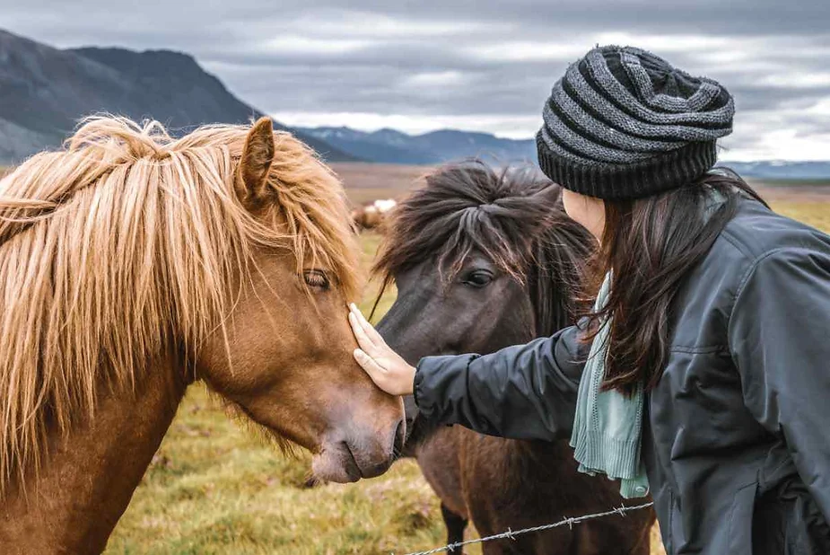 Turistas con Caballos islandeses