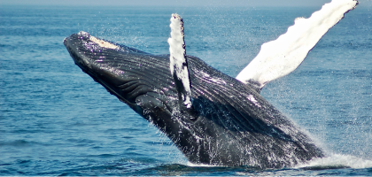 Avistamiento de Ballenas Image